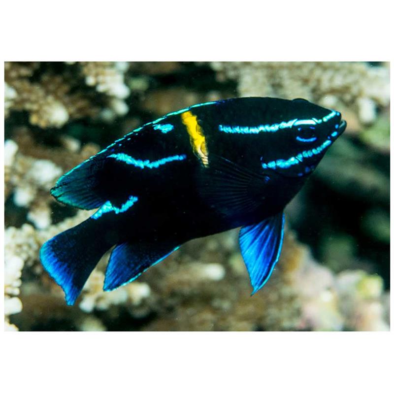 Neoglyphidodon oxyodon (Jawanese damselfish) - imagine 4